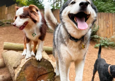 Close-up of a happy dog with the forest play yard in the background at Camp Happy Paws
