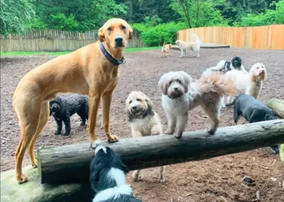 Group of dogs gathered on wooden steps for a pack photo