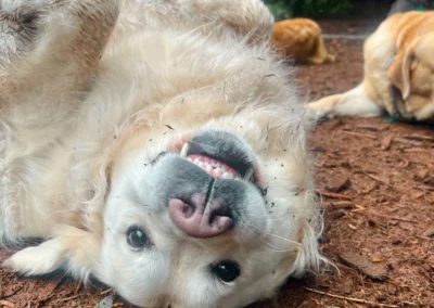 A golden retriever lying upside down in the forest play yard during kennel-free boarding in Bothell
