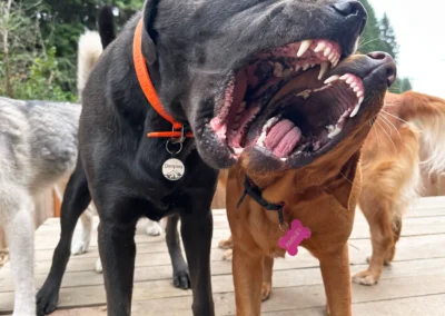 Two dogs standing on a platform with their mouths open in a big playful yawn during forest day camp in Bothell