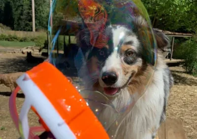 An Australian Shepherd watches a giant bubble from a bubble machine during doggie daycare in Mill Creek