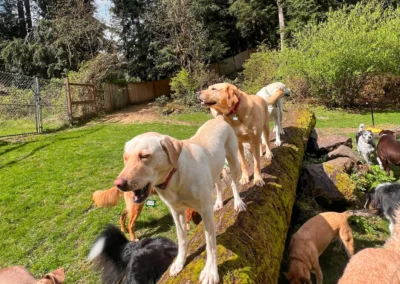 A group of dogs balance and explore on a large mossy log during outdoor doggie daycare in Bothell