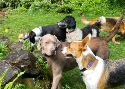 A group of dogs explores the lush forest play yard together during doggie daycare in Bothell
