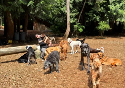 A group of dogs relaxing and mingling in the forest play yard while a handler hugs one of the pups nearby