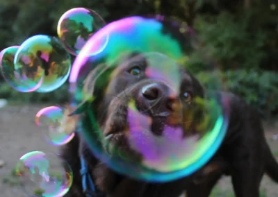A dog in the play yard curiously sniffing and chasing large colorful bubbles