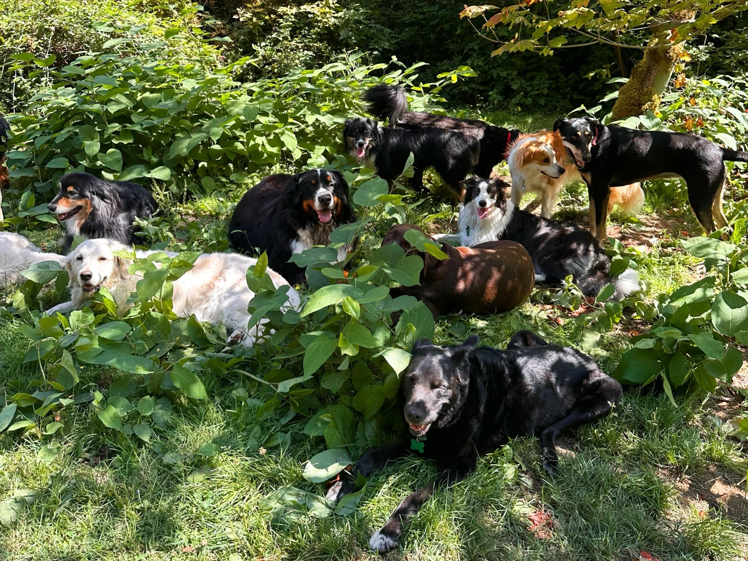 Group of ten tired but happy dogs relaxing after a long day of doggie daycare at Camp Happy Paws in Bothell, WA