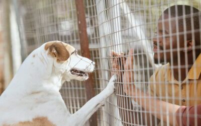 A New Way We’re Giving Back: Our Foster Collaboration Pilot