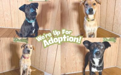 Dogs We’re Helping Find Homes (and How You Can Meet Them)