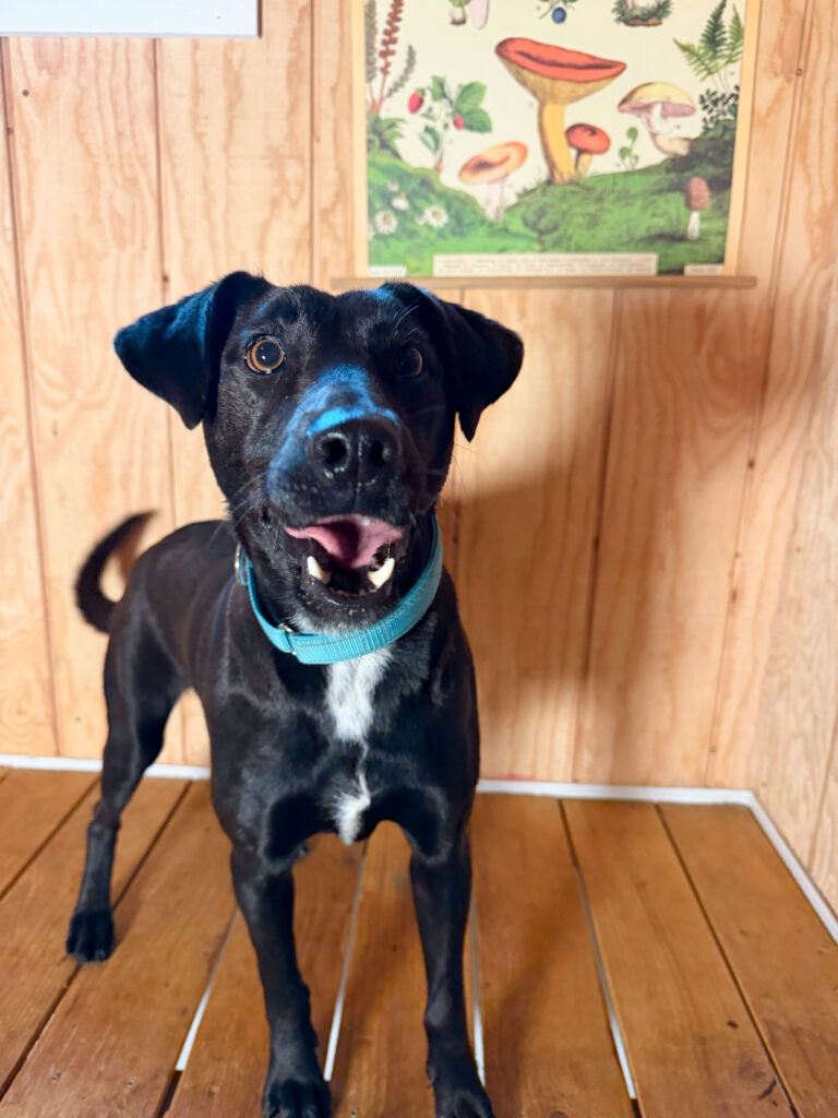 Black lab mix dog smiling indoors at Camp Happy Paws in Bothell WA available for adoption
