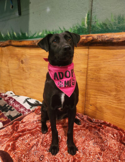 Lucy foster dog wearing adopt me bandana sitting indoors at kennel free dog boarding in Bothell
