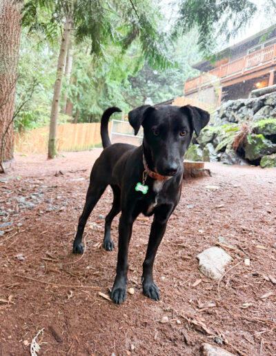 Lucy foster dog standing in outdoor play yard at dog daycare in Bothell