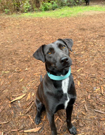 Black lab mix dog sitting outdoors with head tilt at Camp Happy Paws Bothell Washington