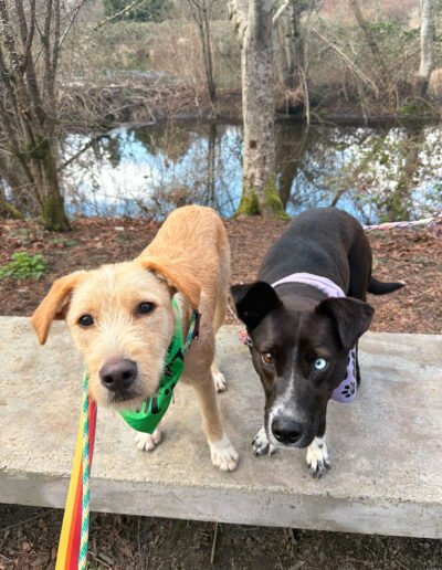 Toby foster dog standing next to another dog outdoors by water in Bothell