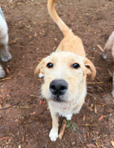 Close up of Toby foster dog looking into camera at dog daycare