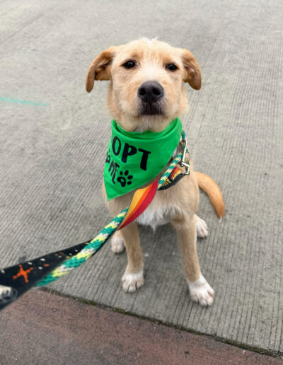 Toby foster dog wearing adopt me bandana sitting on leash in Bothell