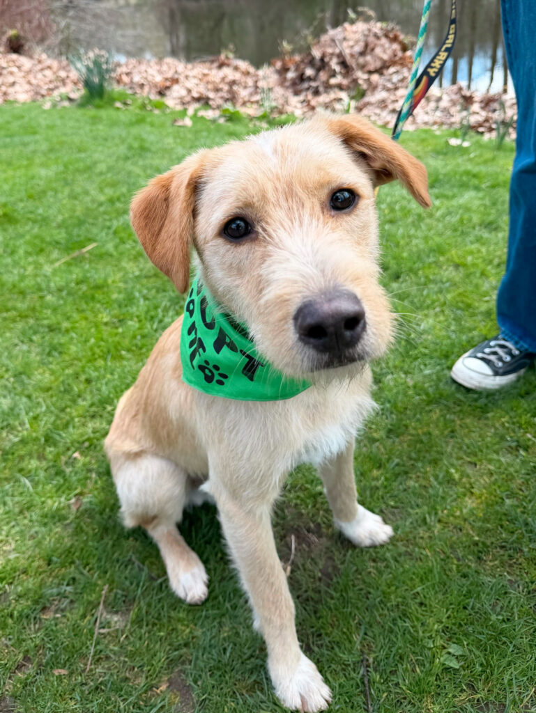 Tan lab mix puppy wearing adopt me bandana at Camp Happy Paws in Bothell WA
