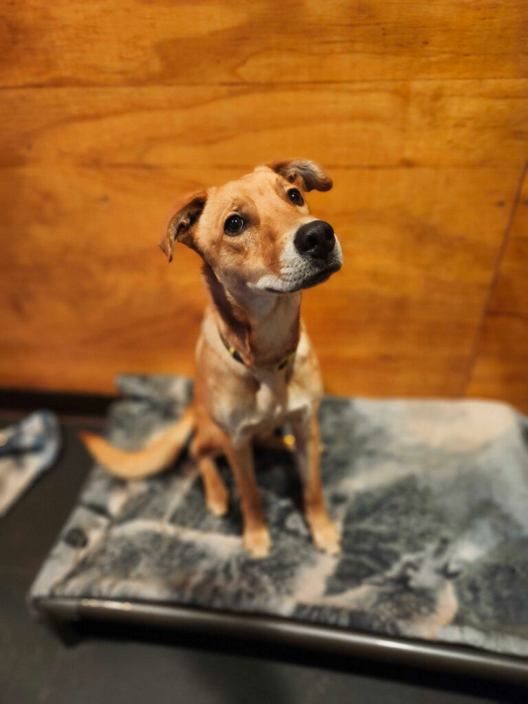 Tan mixed breed dog sitting indoors on bed at Camp Happy Paws Bothell Washington