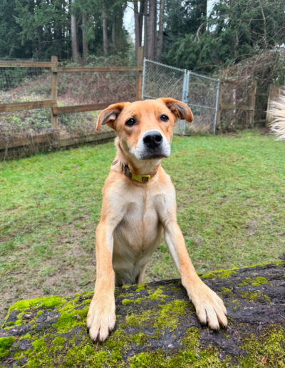 Tan mixed breed dog standing with paws on log at Camp Happy Paws Bothell WA