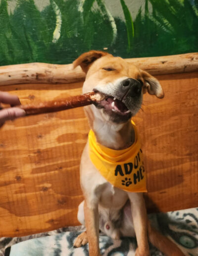 Toby foster dog chewing a treat while wearing adopt me bandana indoors in Bothell