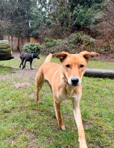 Toby foster dog walking toward camera in outdoor play area at dog daycare in Bothell