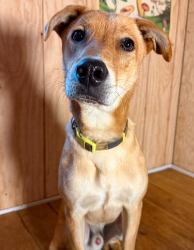 Portrait of Toby foster dog sitting indoors at kennel free dog boarding in Bothell