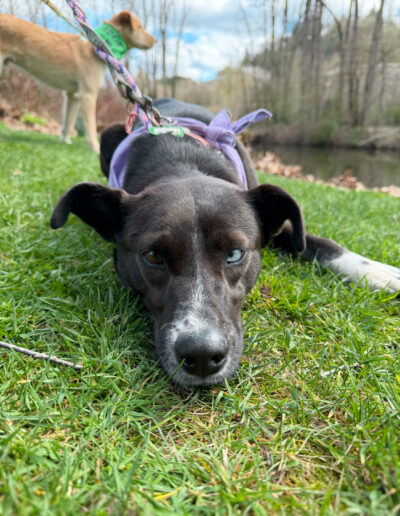 Black and white dog relaxing in grass outdoors at Camp Happy Paws Bothell Washington