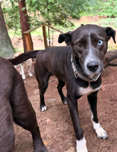 Venus foster dog standing outdoors in wooded play area at dog daycare in Bothell
