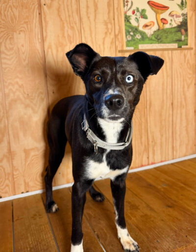Portrait of Venus foster dog with mismatched eyes indoors at kennel free dog boarding