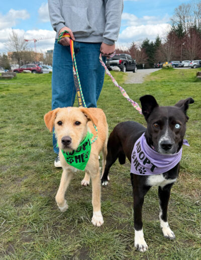 Venus foster dog walking on leash with another adoptable dog wearing bandanas